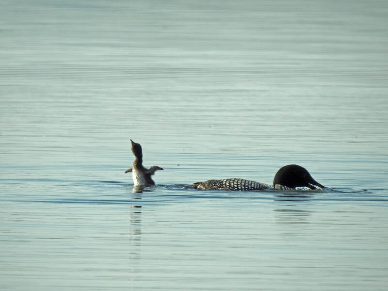 2020 Loon and dancing chick, taken by Andy Diller 